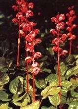 四川鹿蹄草 四川鹿蹄草