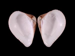 突畸心蛤 突畸心蛤