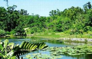 萬寧南藥植物園 萬寧南藥植物園