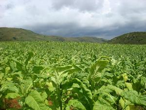 雞白旦村 雞白旦村