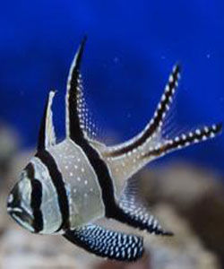 考氏鰭竺鯛 考氏鰭竺鯛