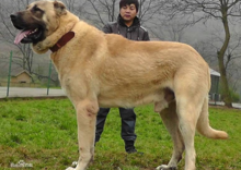 大型犬