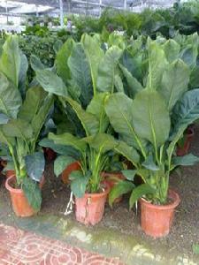 綠霸王萬年青 綠霸王萬年青