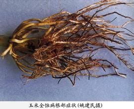 高粱青黴穎枯病 高粱青黴穎枯病