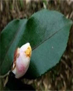 滇南連蕊茶 滇南連蕊茶