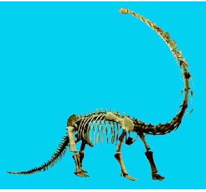 （圖）馬門溪龍