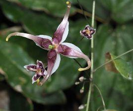 粗毛淫羊藿 粗毛淫羊藿