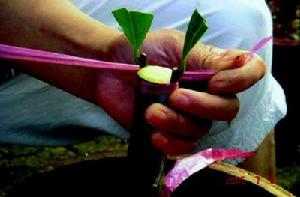 （圖）扦插嫁接