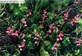 貴州鹿蹄草 貴州鹿蹄草