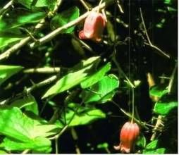 互葉鐵線蓮 互葉鐵線蓮