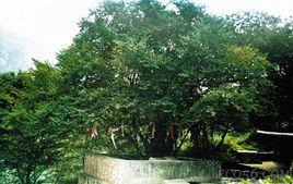 三貞庵青檀 三貞庵青檀