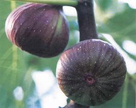 布蘭瑞克 布蘭瑞克