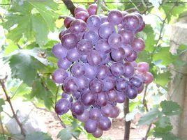 大澤山玫瑰香葡萄
