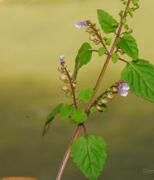 紫莖京黃芩 紫莖京黃芩