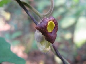 異葉馬兜鈴 異葉馬兜鈴