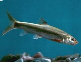 智利短唇溝鯊 智利短唇溝鯊