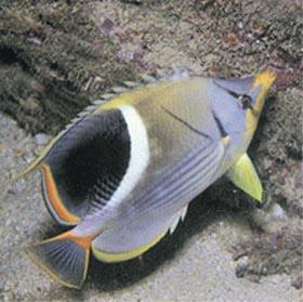 鞭蝴蝶魚 鞭蝴蝶魚