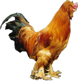 宮廷皇雞 宮廷皇雞