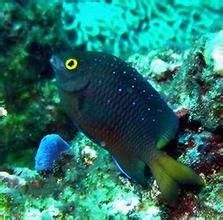 藍珠雀鯛 藍珠雀鯛