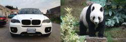 寶馬X6與大熊貓