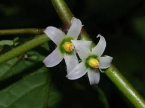 大齒紅絲線 大齒紅絲線