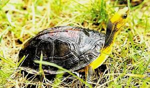 Yellow-headed box turtle
