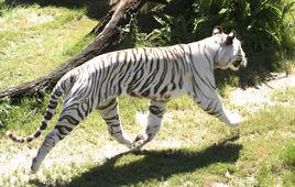 白老虎[哺乳動物]