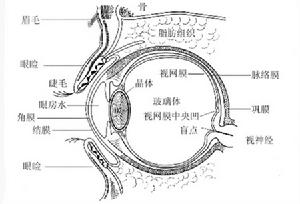 脈絡膜黑色素瘤