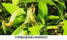 芒果橫線尾夜蛾 芒果橫線尾夜蛾