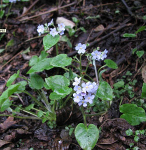 峨眉附地菜 峨眉附地菜