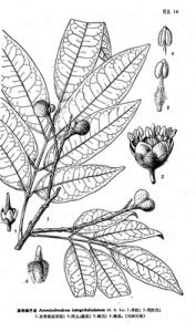 龍州細子龍 龍州細子龍