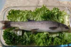 細鱗弓魚 細鱗弓魚