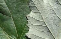 響葉楊(原變型) 響葉楊(原變型)