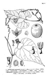 翅子羅漢果 翅子羅漢果