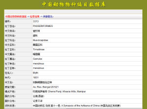 斑胸噪鶥指名亞種