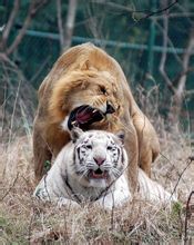 雄獅與雌虎在一起