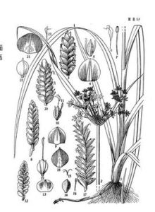 雲南莎草 雲南莎草