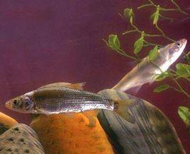 東北雅羅魚 東北雅羅魚