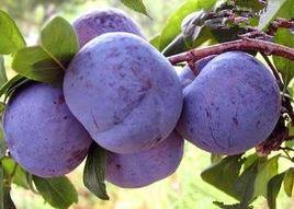 黑寶石李 黑寶石李