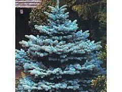 科羅拉多藍杉 科羅拉多藍杉