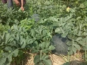 楊林湖村 楊林湖村