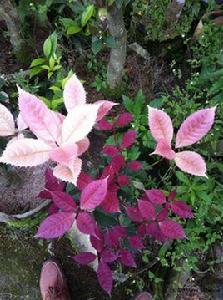 珍珠彩葉桂五彩桂花 珍珠彩葉桂五彩桂花