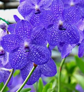 萬代蘭屬 萬代蘭屬