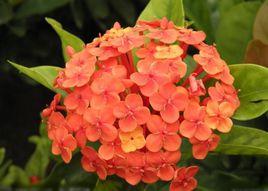 酸性土植物 酸性土植物