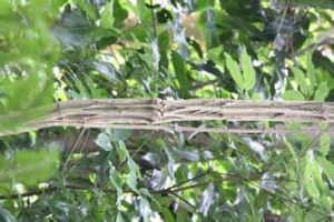 莓葉鐵線蓮 莓葉鐵線蓮