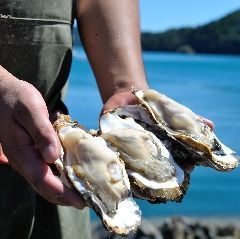 細紋立蛤 細紋立蛤