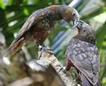 卡卡鸚鵡指名亞種
