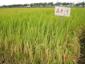 雲南省盈江縣弄璋鎮新府村弄門自然村