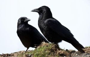 烏鴉