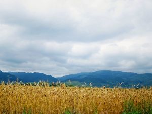 華亭縣西華鄉 華亭縣西華鄉